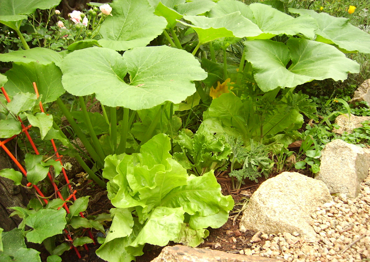 Lettuces growing underneath a squash.