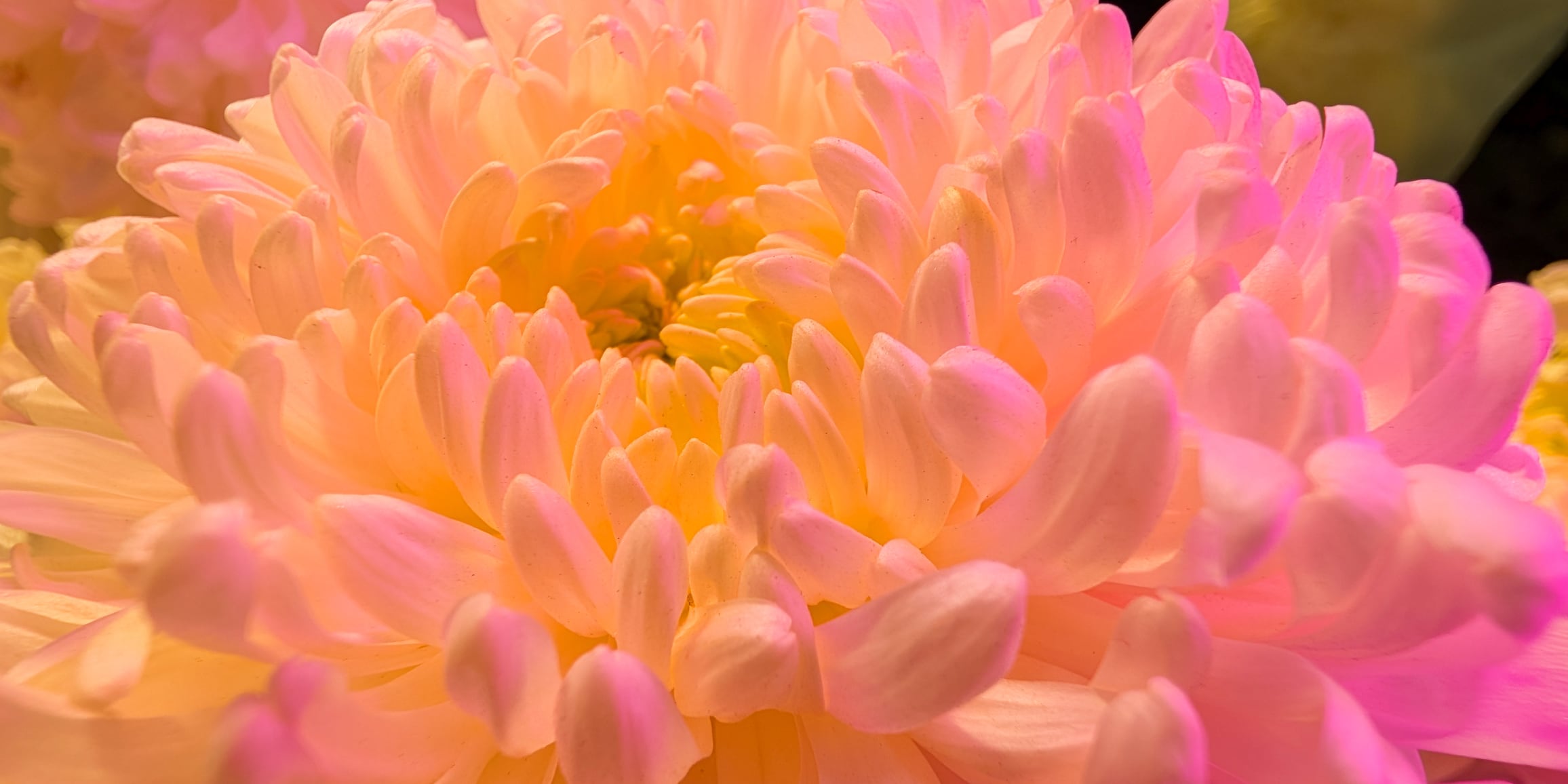 A macro shot of flecks of pollen inside a flower.