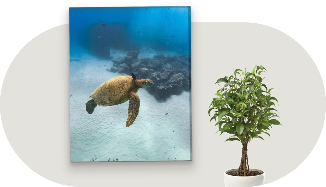 A canvas print featuring a turtle hanging next to a potted tree inside a home.