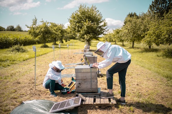 Katharina and Frederic working on a hive monitor