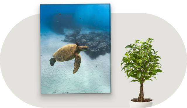 A canvas print featuring a turtle hanging next to a potted tree inside a home.