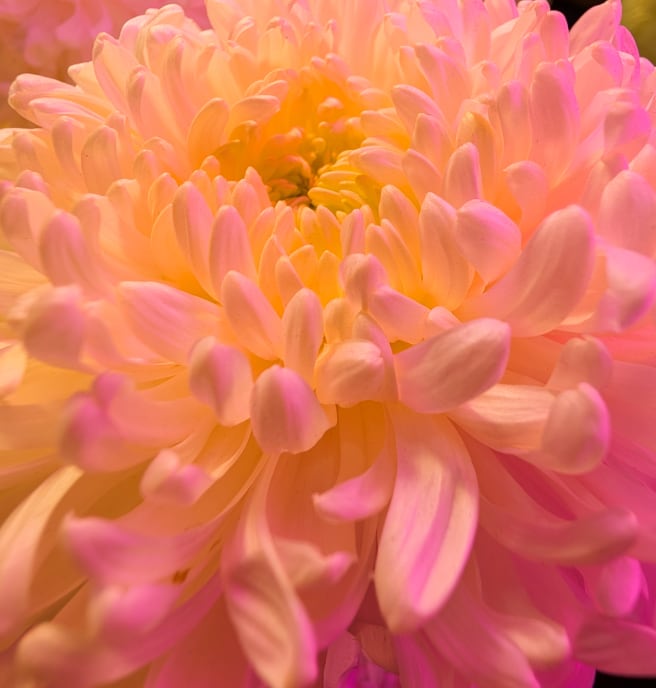 A macro shot of flecks of pollen inside a flower.