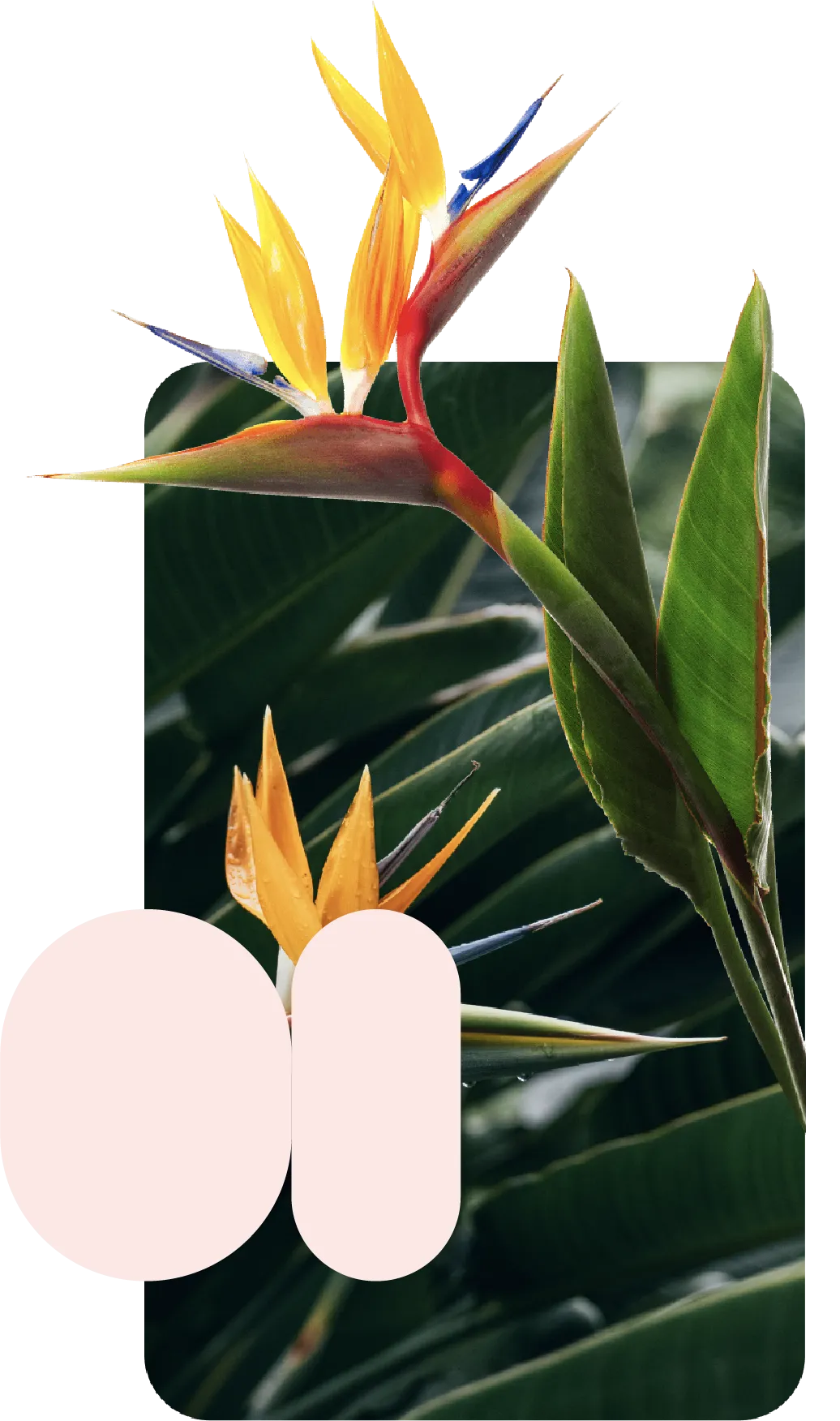 An image of a Lens identify use case showing Birds of Paradise plants with overlaying pink shapes and a product card.