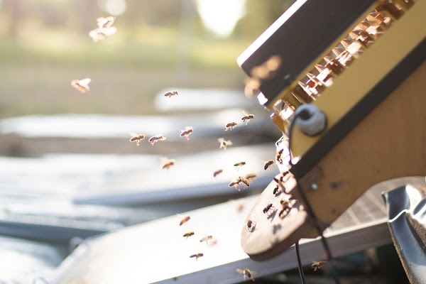 Bees flying into the hive, entering underneath the camera