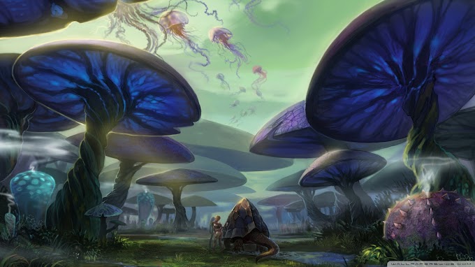 About Trippy Mushroom Forest Wallpaper Hd Online)