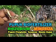 Konsep Formula Terbaru Pupuk Biofertilizer Kandungan Rhizobium Mikoriza Perlindungan Musim Hujan, 