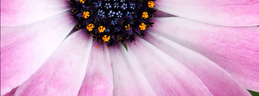 Big Flower Facebook Cover Facebook Cover Download