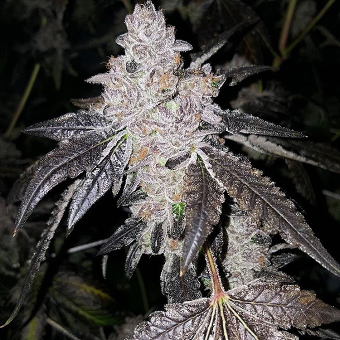 19+ Wedding Cake Strain Grow Information Images