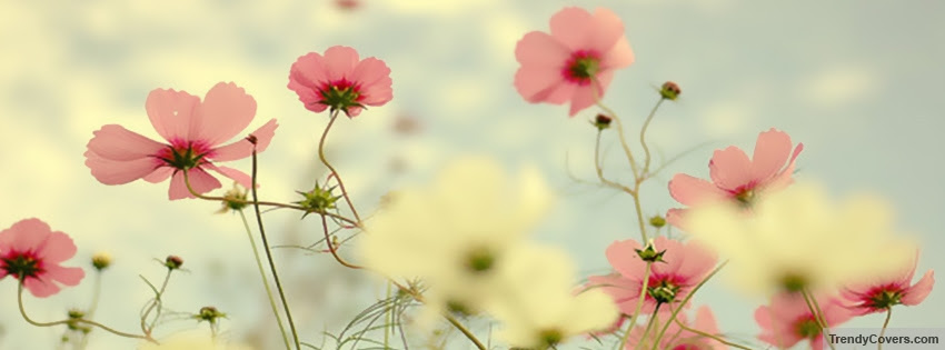 Flowers Facebook Covers For Timeline Trendycovers Com