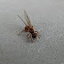 Biting Ant With Wings - We did not find results for: