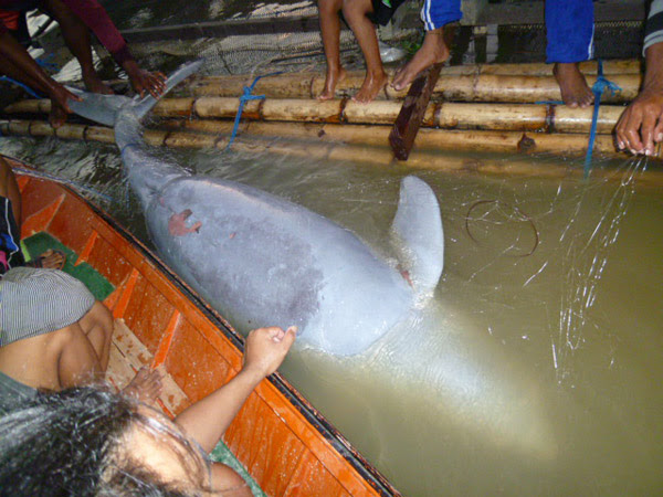  Pesut Mahakam Mati Terjerat Mongabay co id