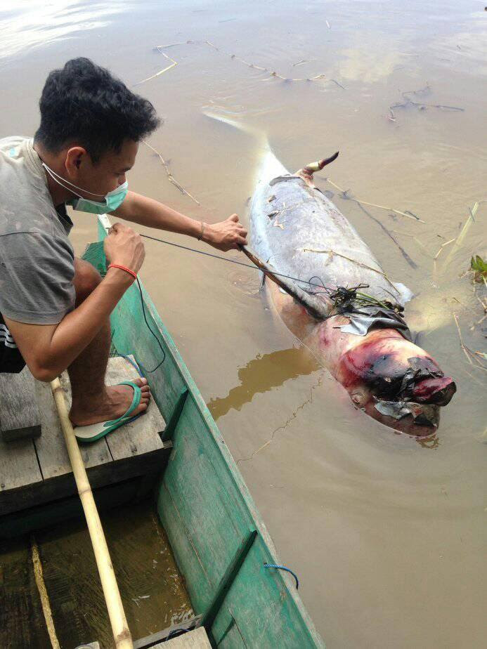 Lagi Pesut Ditemukan Mati di Sungai Mahakam Mongabay co id