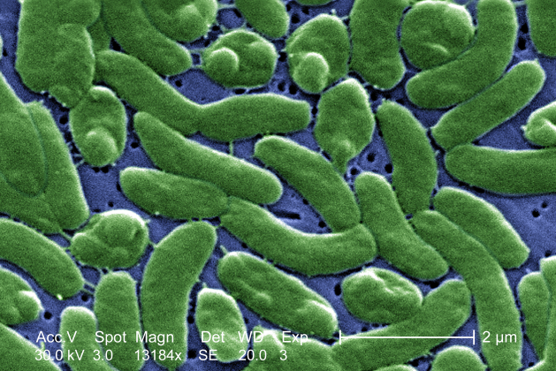 Vibrio vulnificus: What is the Flesh-Eating Bacteria that has Killed 10