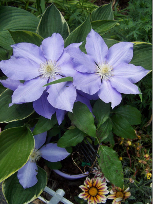 Clematis - Greaty Vining Plant for Mailboxes - The 