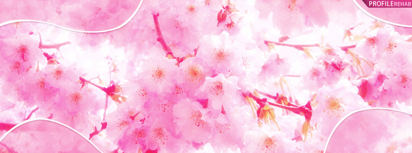 Pink Cherry Blossoms Facebook Cover Pictures Of Springtime Facebook Cover Download