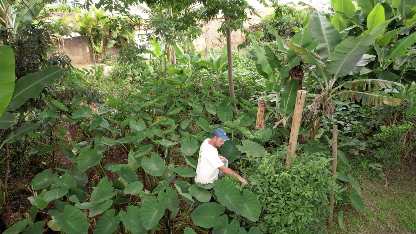 Horta Cheiro Verde