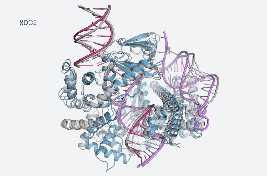 Digitally rendered image of the predicted structure for CasLambda (Cas12l) bound to crRNA and DNA, part of the CRISPR subsystem.