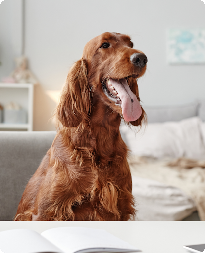 Red labrador dog with tongue hanging out looking at owner