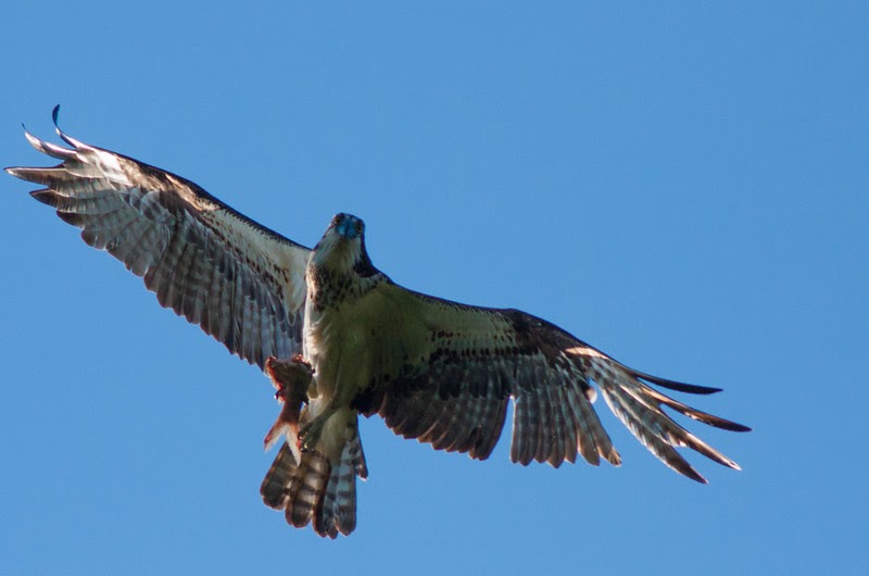 Osprey, Cardinal, and a Wood Duck