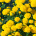 Field of yellow mums