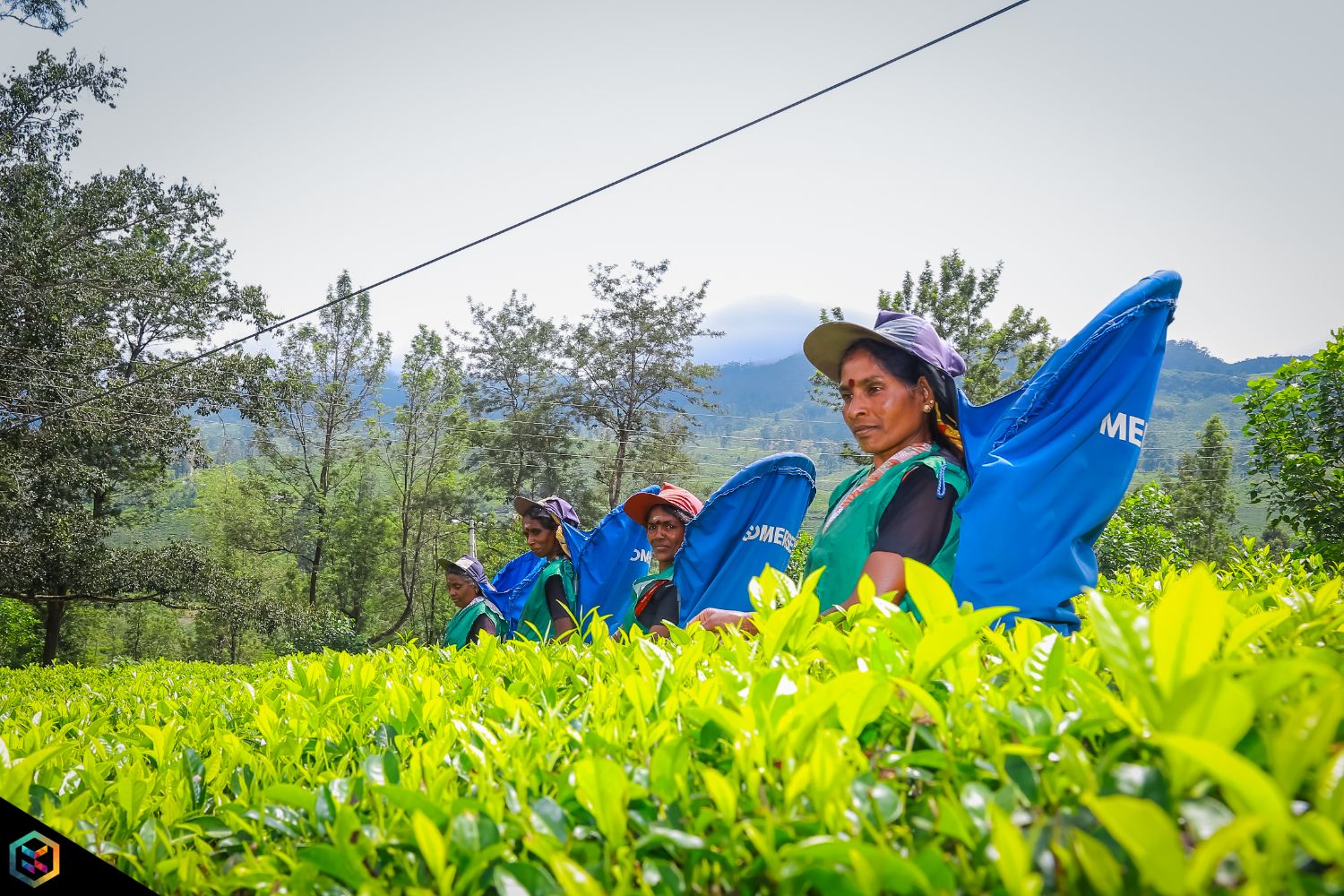 Talawakelle Tea Estates PLC