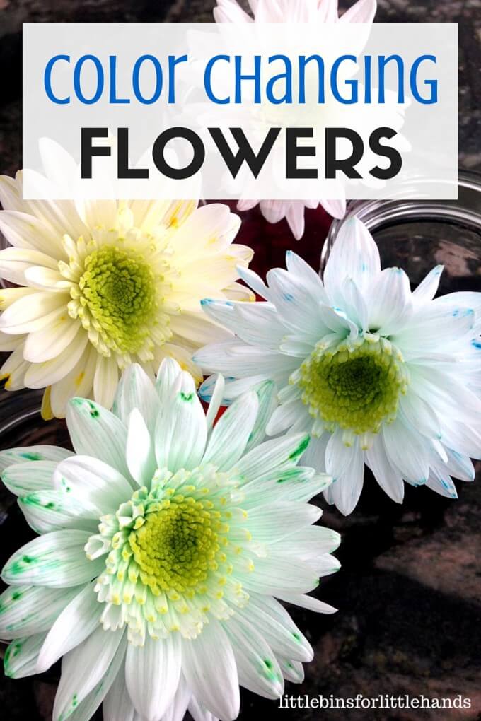 Color changing flower science Spring STEM activity 