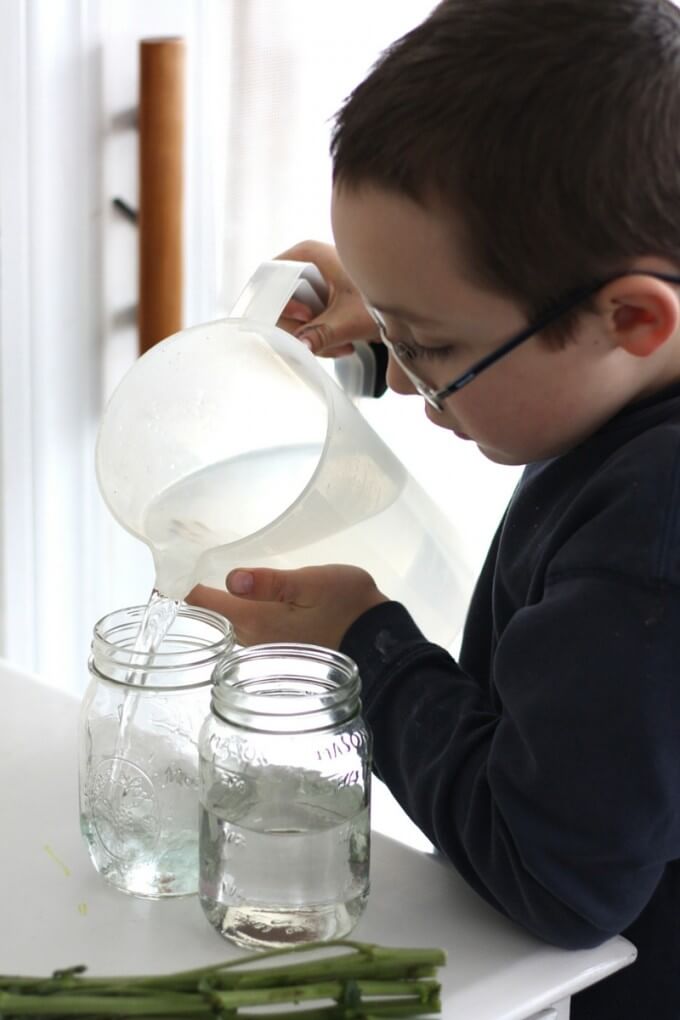 Color changing flower science experiment filling vases