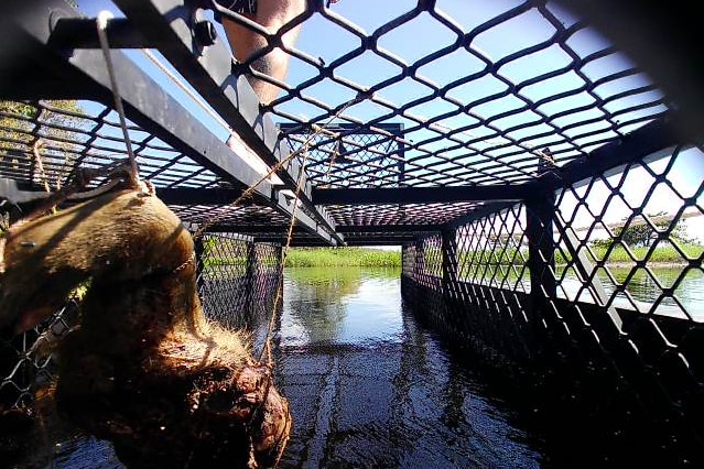 A shot of a crocodile trap a man's bare-foot can be seen on top 