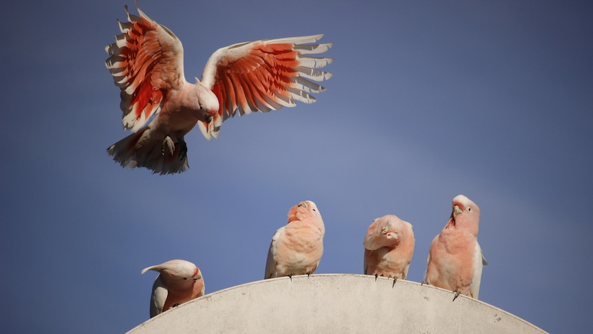Five pink cockatoos. 