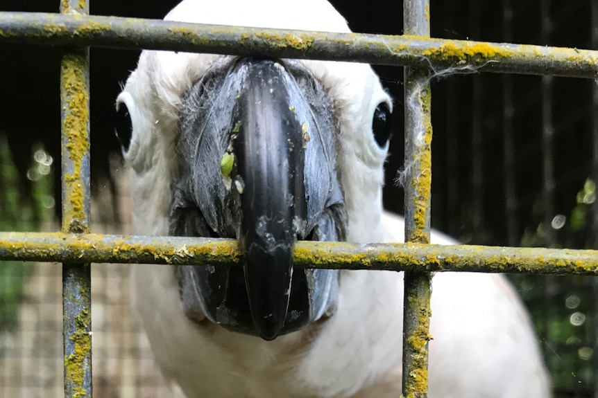 A cockatoo bites the wire of the cage it is held in.