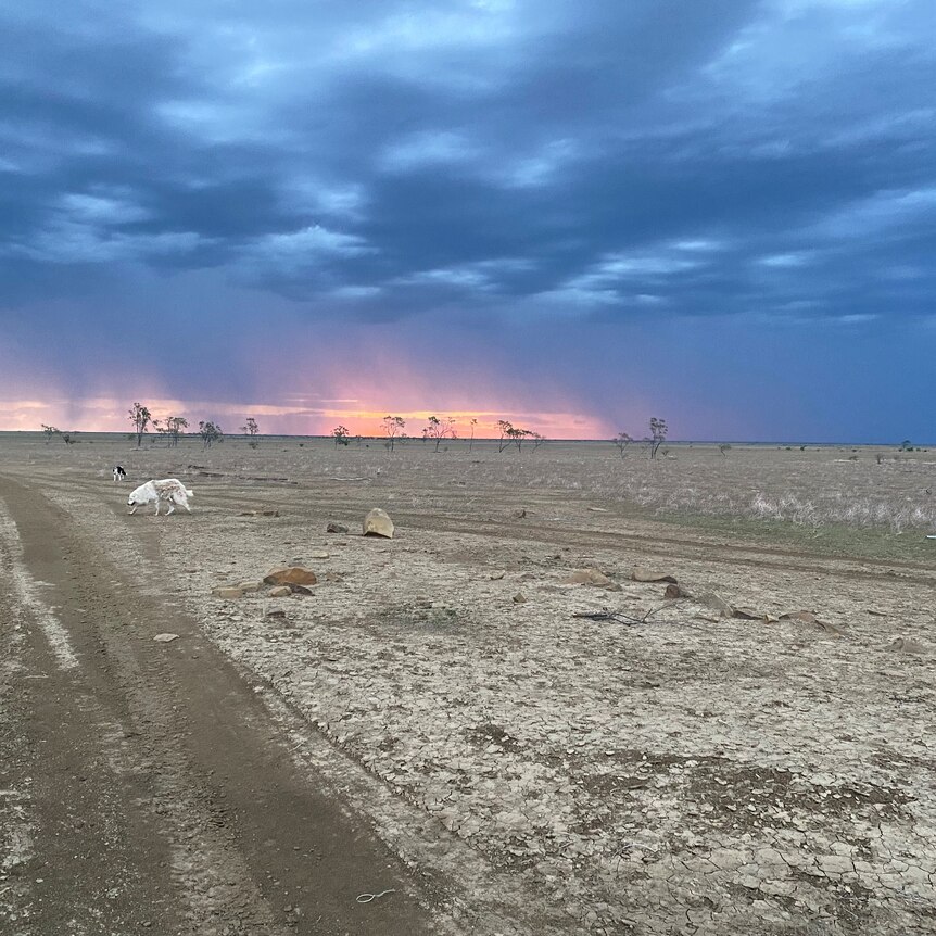 gentle rain in distance on drought struck paddock in outback Queensland