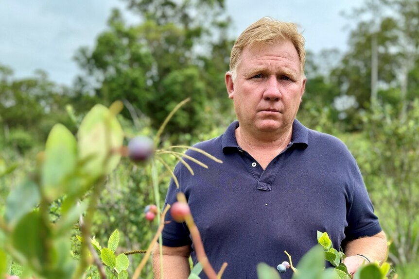 A serious looking man behind blueberry bushes.