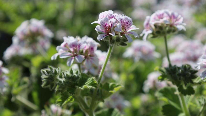 A white and pink pelargonium in flower