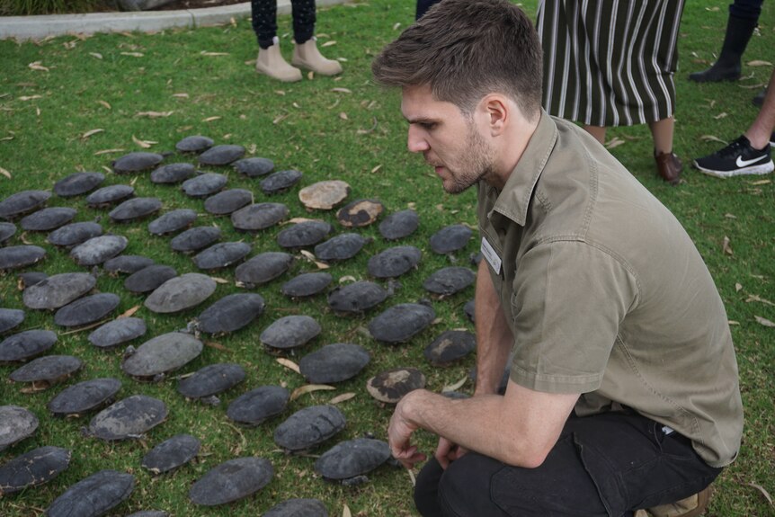 People inspect dead turtles.