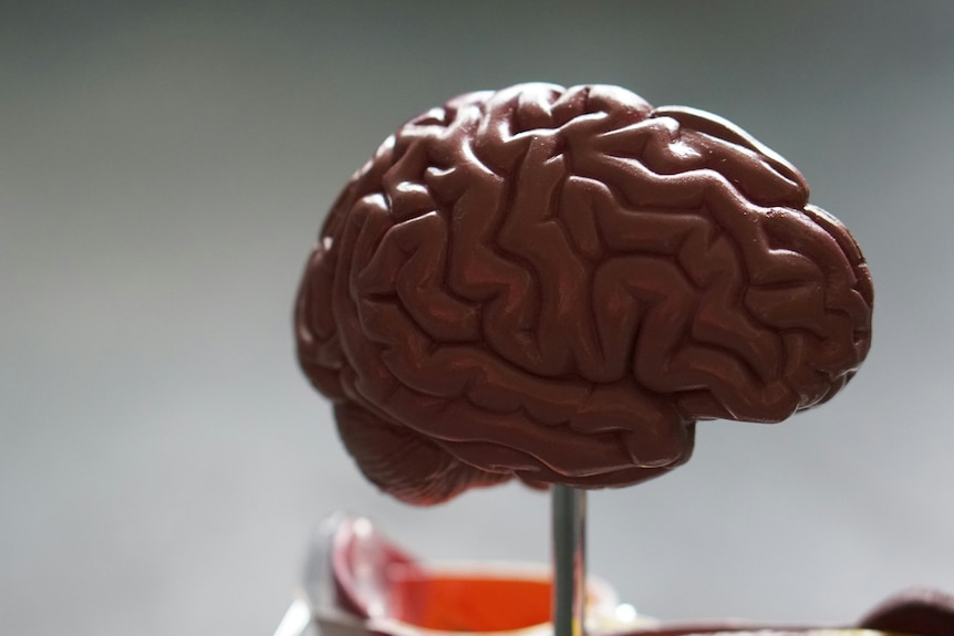 A photograph of a brown coloured model of a human brain