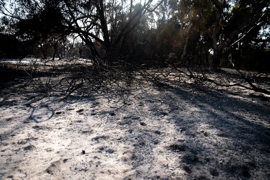 Scorched earth and trees in a park after a bushfire.