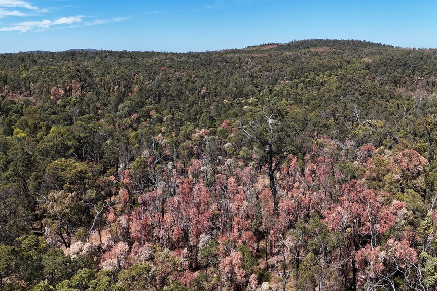 An aerial shot showing dying trees in a Jarrah Forest.