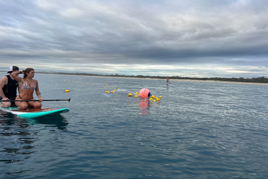 A man and a woman on a paddle board in the ocean near a submerged whale covered in buoys attached to a shark net.