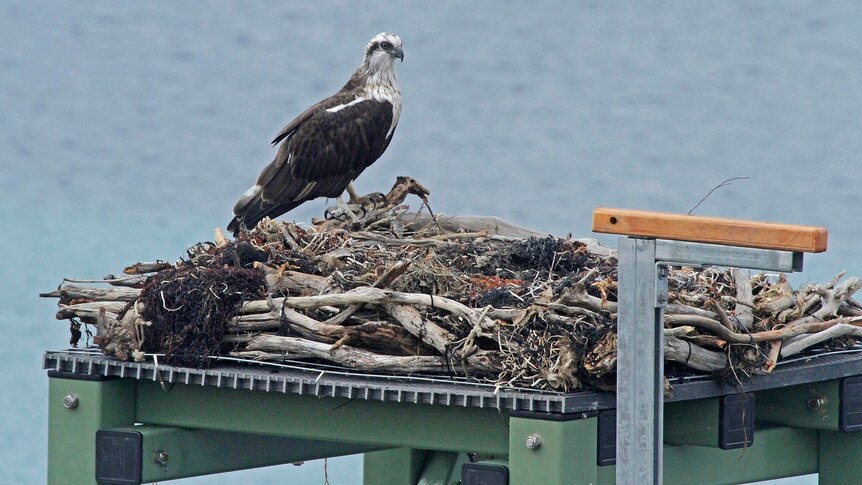 Osprey on a nest of sticks on a green structure, with bird perch on the right.