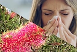 Callistemon and sneezing