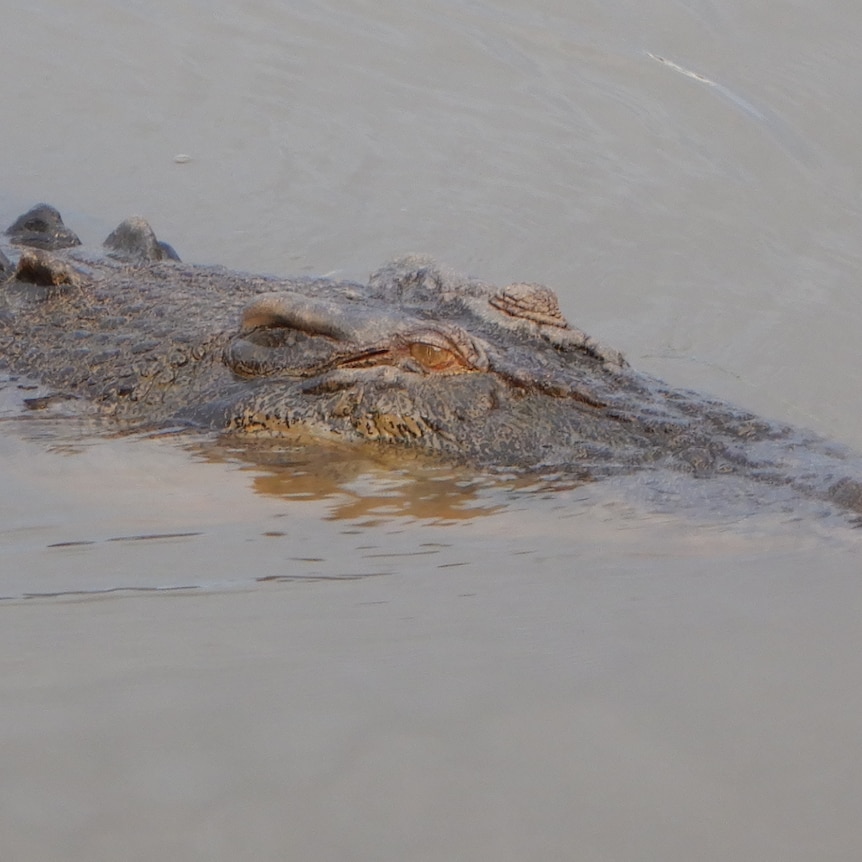 Close up of Crocodile