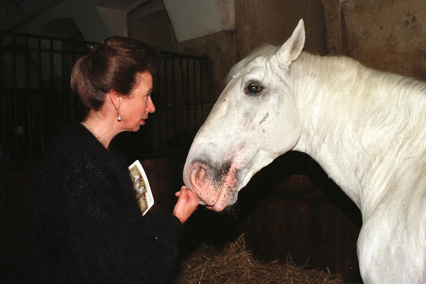 Princess Anne strokes a grey horse in a stable