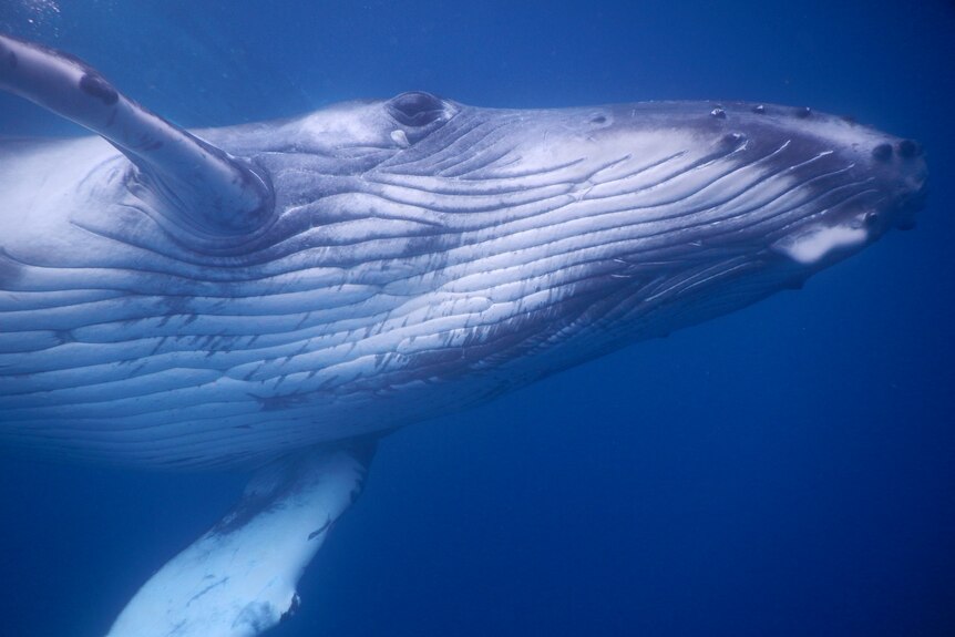 An underwater image of the underneath of a humpback whale, showing a long, tapering and heavily striated belly.