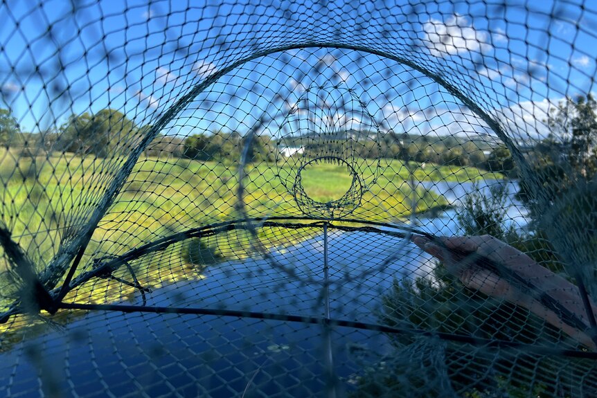 A trap made of netting used for catching yabbies in the foreground with welands in the background on a sunny day