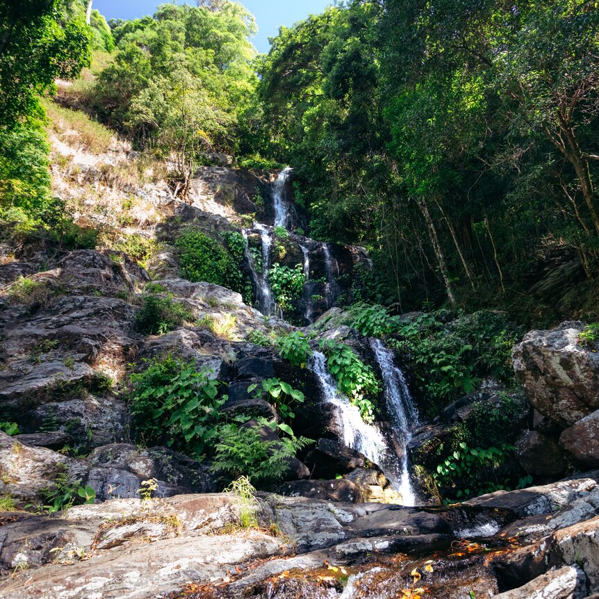 waterfall in rainforest