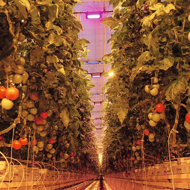 Horticulture Lighting Horticulture LEDs Agriculture Technology Sensor(s) Red light performance wavelength Red LEDs Blue LED White LEDs High Power LEDs Mid Power LEDs Spectral Sensing plants growth food medical cannabis top lighting inter lighting vertical farming