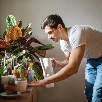 How to Keep Houseplants Alive