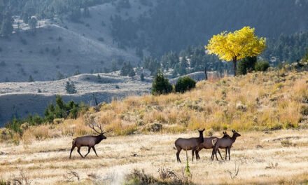 Cody, Wyoming: One of the Best Places to Visit in the Fall