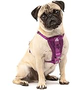 Kurgo Tru-Fit Enhanced Strength Dog Harness - Crash Tested Car Safety Harness for Dogs, No Pull D...