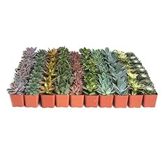 Shop Succulents Assorted Succulent Plant Pack Bulk Collection - Live Mini Succulent Plants, Low Maintenance, Mixture of Col…